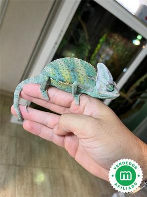 Camaleones Geckos, tortugas, serpientes y réptilesen adopción compra | Milanuncios