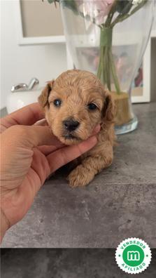 Caniche toy mini en adopción. Compra venta y de cachorros y perros Milanuncios