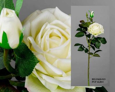 Rosa blanca Plantas de segunda mano baratas | Milanuncios