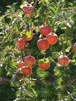 Frutales Plantas de segunda mano baratas en Galicia | Milanuncios