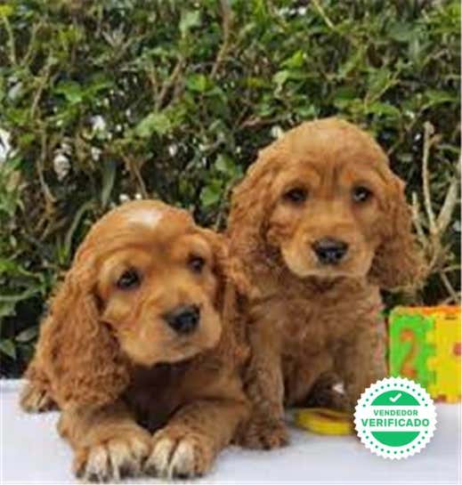 Milanuncios Cocker Spaniel Ingles Perros En Adopcion Compra Venta De Accesorios Y Servicios Para Perros