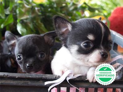 Personal Sabueso cáustico MILANUNCIOS | Cachorro Chihuahua en adopción. Compra venta y regalo de  cachorros y perros en Valencia