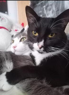 MILANUNCIOS | Cuidador gatos Mascotas en adopción accesorios de mascota segunda mano baratos en Asturias