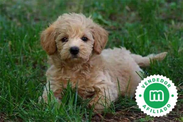 Milanuncios - Schnoodle