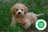 Milanuncios - Schnoodle