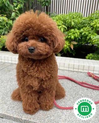 Cavapoo toy Caniches en adopci n. Compra venta y regalo de