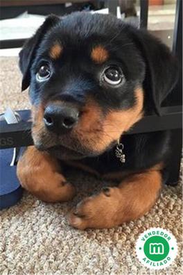 mezcla de shiba inu rottweiler