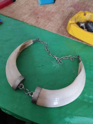 Collier Défenses De Sanglier (Colmillos De Jabali) - Style Naturel, Neuf