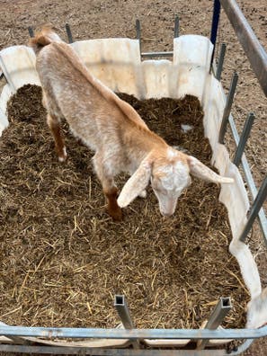 Choto de raza macho en venta | Milanuncios