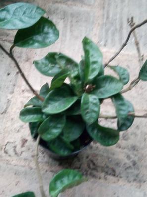 Hoya carnosa flor de cera Plantas de segunda mano baratas | Milanuncios