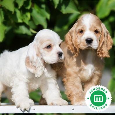 cachorros cocker spaniel blancos y marrones