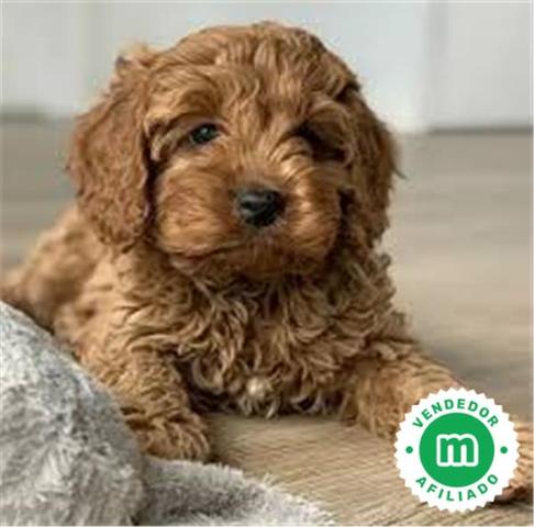 cual es mejor cockapoo o cavapoo