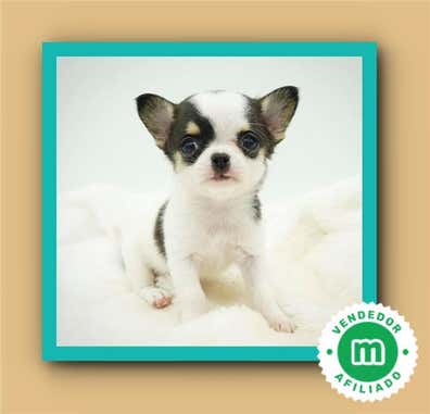 Chihuahua en venta baratos | Milanuncios