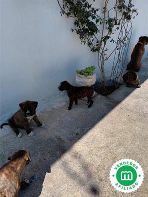 cachorros boxer plott hound mix