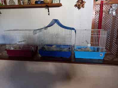 Jaulas canarios Mascotas en adopción y de de segunda mano baratos | Milanuncios