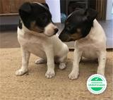 Milanuncios Ratonero Perros En Adopcion Compra Venta De Accesorios Y Servicios Para Perros En Valencia