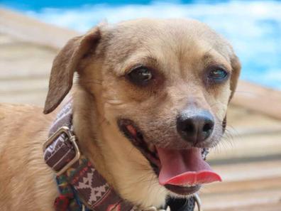 sentido hada Disparidad MILANUNCIOS | Piscina para perros Mascotas en adopción y accesorios de  mascota de segunda mano baratos en Valencia