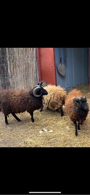 Cencerros ovejas Mascotas en adopción y accesorios de mascota de segunda  mano baratos