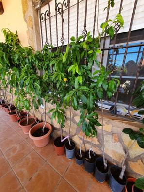 Arboles frutales Plantas de segunda mano baratas en Lugo | Milanuncios