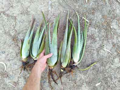 Aloe vera de segunda mano en Mlaga Provincia | Milanuncios
