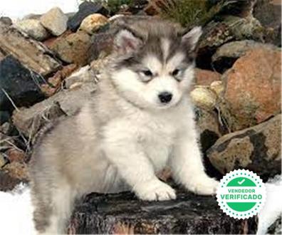 Ingenieros Leer calificación MILANUNCIOS | Alaskan Malamute en adopción. Compra venta y regalo de  cachorros y perros