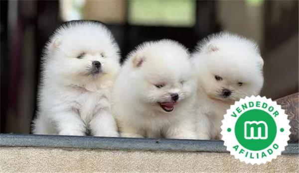 lindo cachorro pomerania blanco