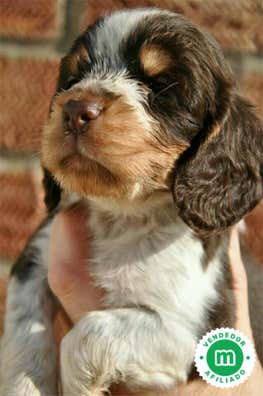 Milanuncios - COCKER