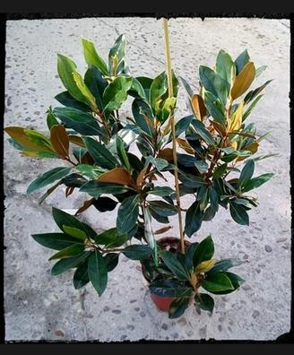 Regalo magnolia Plantas de segunda mano baratas | Milanuncios