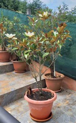 Macetas y jardineras para plantas de exterior - Magnolia