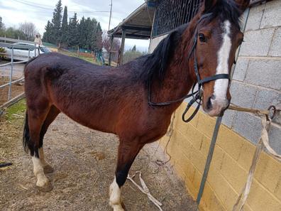 Caballos montados Caballosen venta . Comprar y vender caballos a buen  precio en Granada Provincia | Milanuncios