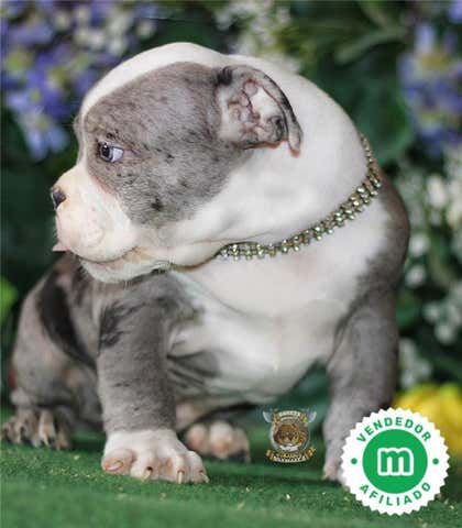 Milanuncios - AMERICAN BULLY MERLE OFERTA