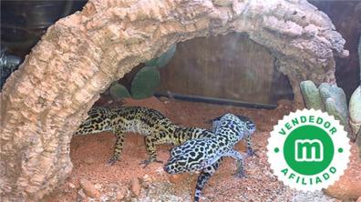 Terrario y geckos , Reptiles  de segunda mano en Andalucía - foto 1
