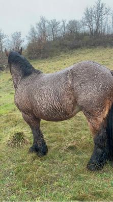 caballo árabe ruano azul