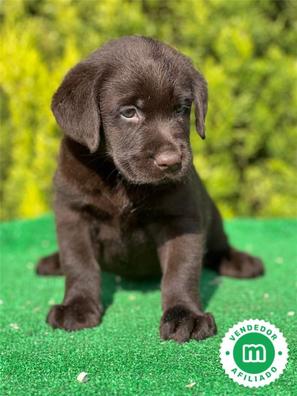 cuanto cuesta un cachorro labrador chocolate