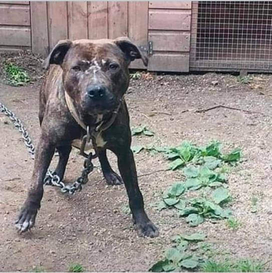 SE VENDE CAMADA DE APBT