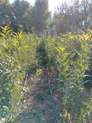 Frutales Plantas de segunda mano baratas en Madrid | Milanuncios