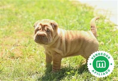 Shar top pei toy