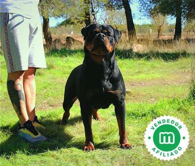 Milanuncios - Cachorros Rottweiler