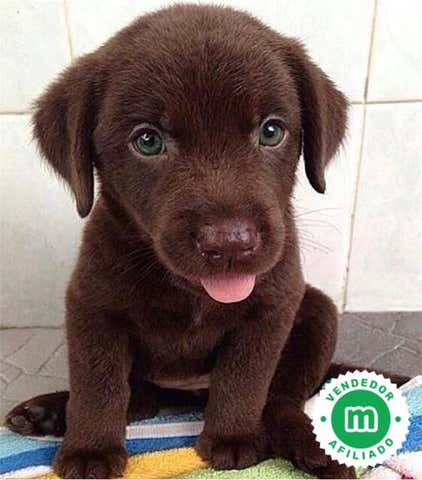 Milanuncios - LABRADOR 📞 603193597 CACHORROS MADRID