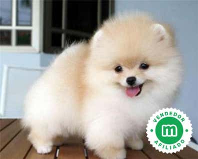 Pomerania Perros en adopción, compra venta de accesorios y servicios ...
