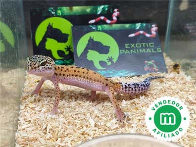 geckos-en-venta-milanuncios