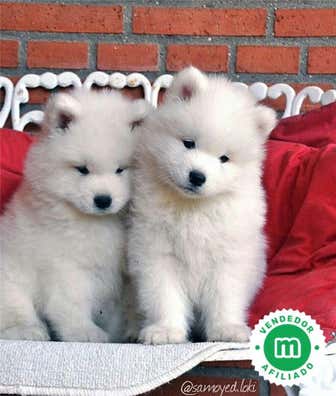 Milanuncios - SAMOYEDO