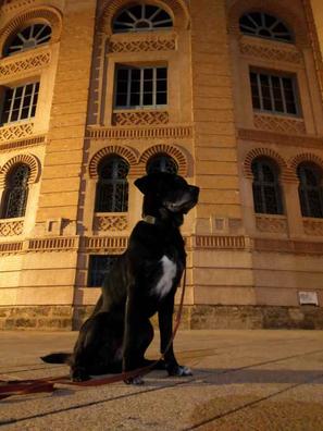 Milanuncios - Ahuyentador de perros