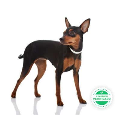 MILANUNCIOS | Mini pincher Perros en adopción, compra venta de ...