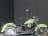 Milanuncios - HARLEY DAVIDSON Softail Heritage Softail