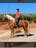 Milanuncios - Potro pre palomino En venta / forsale