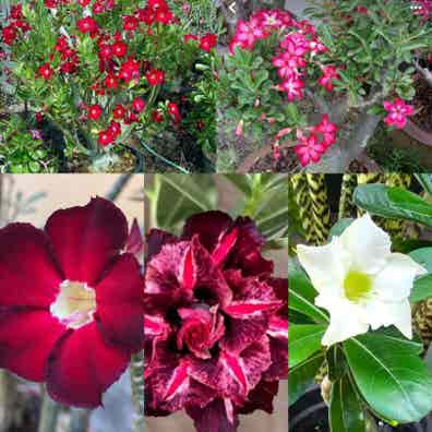 20 Semillas De Rosa Del Desierto (Adenium Obesum) – Para Bonsái, Jardín O Decoración – Regalo Para Amantes De Plantas