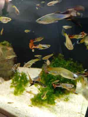 Guppys en venta | Milanuncios