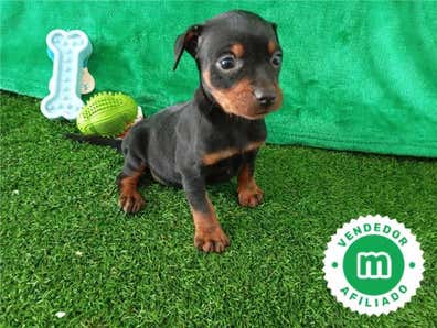 Mini pincher Perros en adopción, compra venta de accesorios y servicios ...