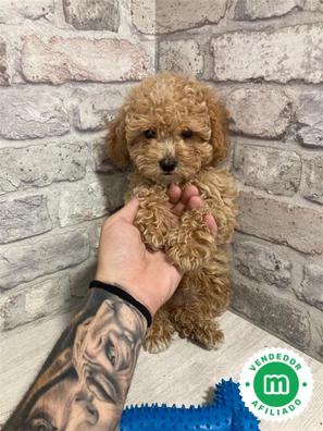 Caniche mini toy Caniches en adopción. Compra venta y regalo de cachorros y  perros en Madrid Provincia